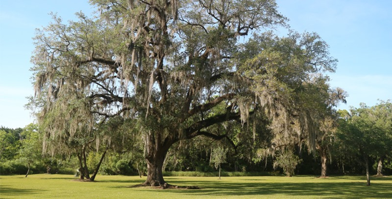 el-arbol-de-la-ciencia