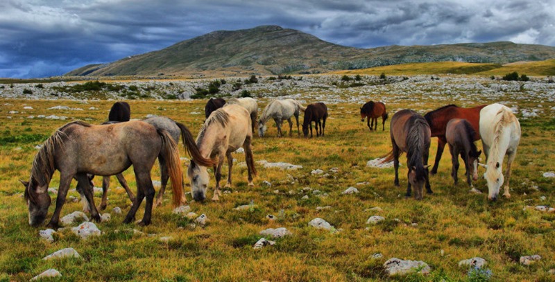 caballos salvajes caballos salvajes