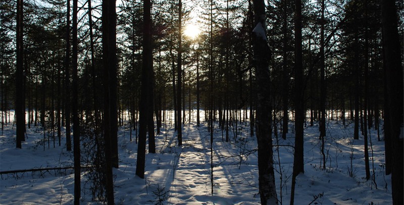 bosque-en-la-sombra bosque-en-la-sombra