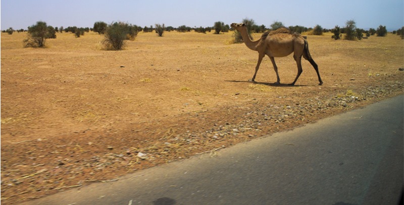camelo-en-desierto-africano
