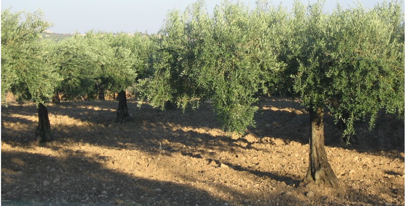 campo de olivos sicilia