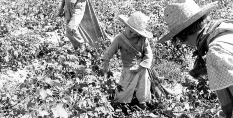 explotacion de algodon